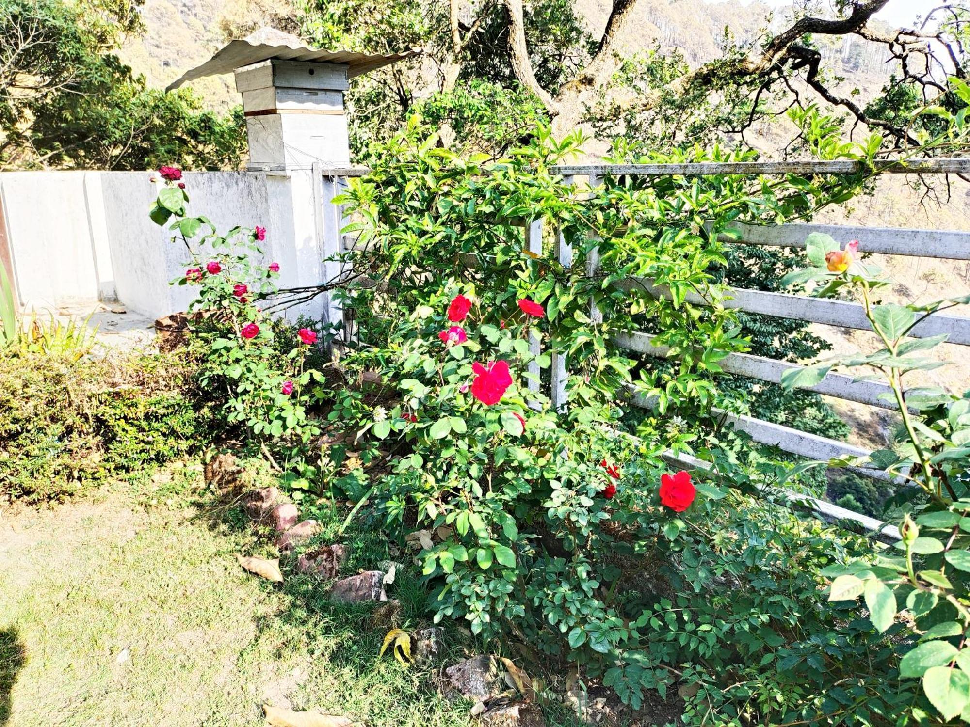 Nature's Vibe Near Kainchi Dham